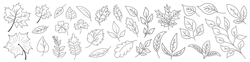 Wall Mural - set of leaves in thin line style. outline leaves