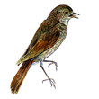 Illustration of thrush nightingale bird isolated on white background 	