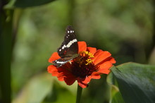 Papillon Costa Rica