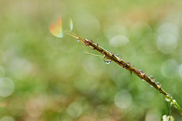 Wall Mural - Close-up view of dew drops on the grass