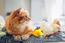 Easter Chicken Playing With Kind Cat. Little Brave Chicks Walking By Ginger Cat Among Flowers And Easter Eggs.