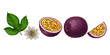 © Hitriy lis - Hand drawn colorful passion fruit. Set sketches with cut passion fruit leaf and flower. Vector illustration isolated on white background.