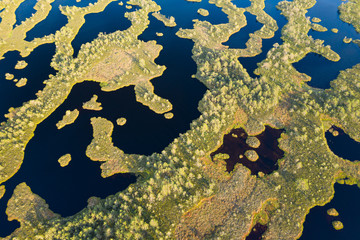 Wall Mural - Sunset in the bog, golden marsh, lakes and nature environment. Sundown evening light in summer