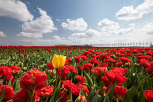 One Yellow Tulip Among Red Field In Sunshine