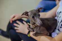 Italian Greyhound Dog In Girl's Hand, Selective Focus