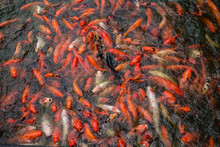 School Of Fish Of Red Koi Carp