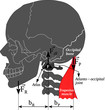 The atlanto-occipital joint, head weight and trapezius muscle form a first class lever. This vector is useful for brochures, printed book, ebook, digital book, poster, etc.
