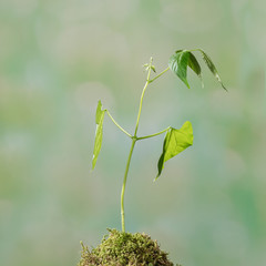 Wall Mural - bean seed germination in moss ground with green defocused background