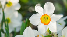 Narcissus Flower With Space For Text. Narcissus Daffodil Flowers