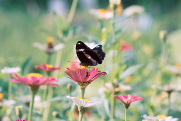 Wall Mural - Fantasy tropical butterfly appearing in dreams