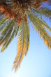 Liście palmy kokosowej na tle błękitnego nieba