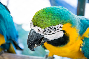 Wall Mural - beautiful colorful parrot in park