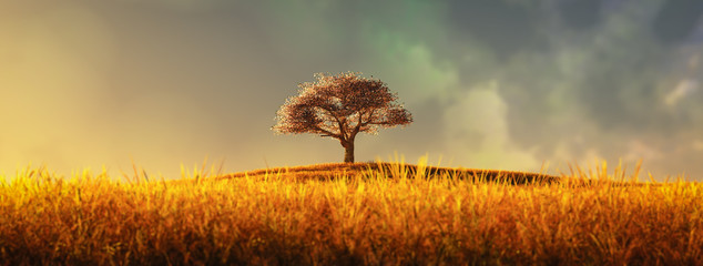 lonely tree in a cultivated field