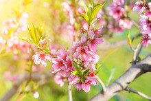 Peach Blossoms. Spring. Blooming Natural Background. Bright Warm Day In The Garden. Branches Of Flowering Tree In The Sunlight. Nature Rejoices. Beautiful Peach Blossom. Pink Peach Flowers. Toned
