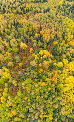 Wall Mural - Forest in autumn colors. Red, yellow, orange, green colored deciduous trees in fall. Harimägi, Estonia, Europe