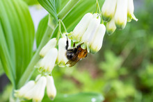 Bumblebee Collects Nectar Of White Flowers On A Spring Day, Green Foliage On Background