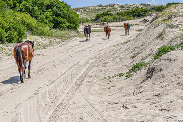 wild mustangs