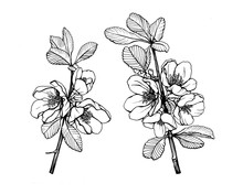 Set Of The Flower Chaenomeles Japonica (known As Flowering Maule's Quince Or Japanese Quince) With Green Leaves. Black And White Outline Illustration Hand Drawn Work Isolated On White.