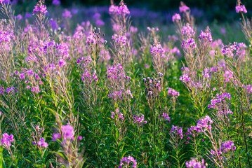 Wall Mural - Pink flowers at sunset, close-up. Blooming country field. Summer landscape. Warm evening sunlight. Latvia