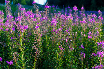 Wall Mural - Pink flowers at sunset, close-up. Blooming country field. Summer landscape. Warm evening sunlight. Latvia