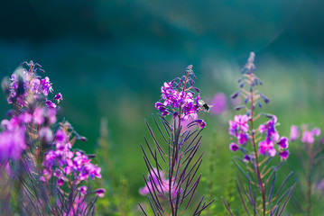 Wall Mural - Pink flowers at sunset, close-up. Blooming country field. Summer landscape. Warm evening sunlight. Latvia