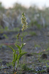 Wall Mural - Broad-leaved helleborine, Epipactis helleborine in natural environment