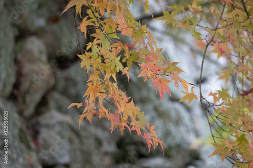 津山城もみじの小道の紅葉 Buy This Stock Photo And Explore Similar Images At Adobe Stock Adobe Stock 津山城もみじの小道の紅葉 Buy This Stock Photo And Explore Similar Images At Adobe Stock Adobe Stock