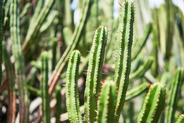  Close up of succulent green cactus at botanical garden