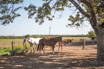 Trotter of horses on a farm