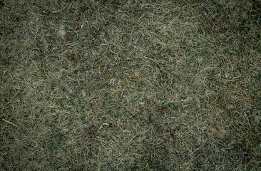 background with dry grass. The grass is withered. Autumn