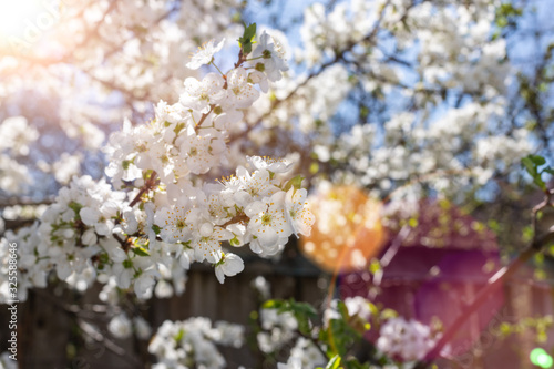 Beautiful orchard at sunrise.