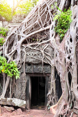 Canvas Print - Roots of banyan tree on Ta Prohm temple, Angkor Wat, Siem reap, Cambodia