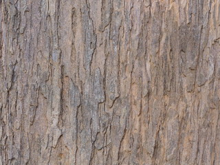 Embossed texture of the bark of oak. Panoramic photo of the oak texture