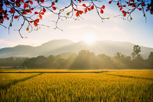 Early Morning Sunrise Free Stock Photo Public Domain Pictures early-morning-sunrise-free-stock-photo-public-domain-pictures