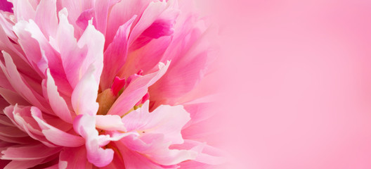 Wall Mural - Pink background with peony flower close up