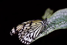 A Magnificent Butterfly Of The White Tree Nymph Sits Isolated Against A Black Background On A Leaf In Close-up With Space For Text