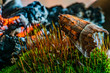 Brown butterfly sitting on the grass basking in the coals