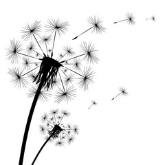 Wall Mural - Black silhouette of a dandelion on a white background