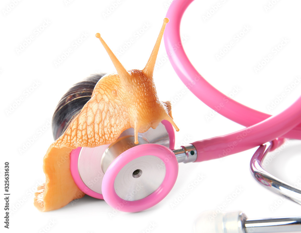 Achatina snail and stethoscope on white background