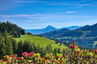 Alpenrosen, Bergblumenwiese in den Alpen