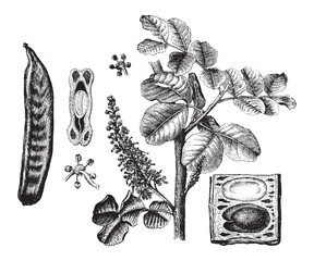 Carob (Ceratonia siliqua) / vintage illustration from Brockhaus Konversations-Lexikon 1908