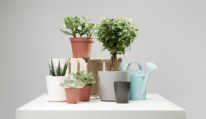 Several indoor plants, cacti in pots, watering can on empty clean background