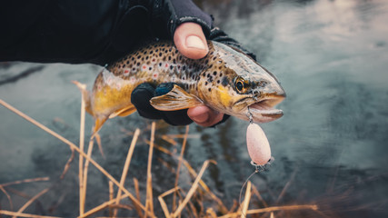 Wall Mural - Trout caught on a forest stream.