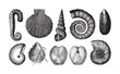 Shell fossil collection (Neocomian period) / vintage illustration from Brockhaus Konversations-Lexikon 1908