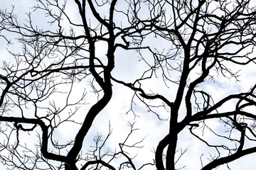 Wall Mural - Silhouette dead tree on white sky and clouds background for death and peace. Halloween day background. Despair and hopeless concept. Sad of nature. Death and sad background. Disorganized branches.