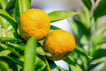 Delicious oranges in autumn orchard