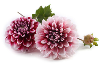 Wall Mural - Dahlia flowers isolated on white