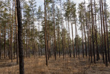 Fototapeta Na ścianę - Coniferous forest in early spring