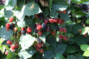 Canvas Print - Growing blackberries. Harvest