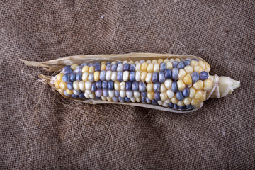 Canvas Print - Colorful corn on bagging. Country style. Harvest